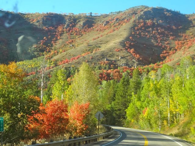 colour trees.jpg